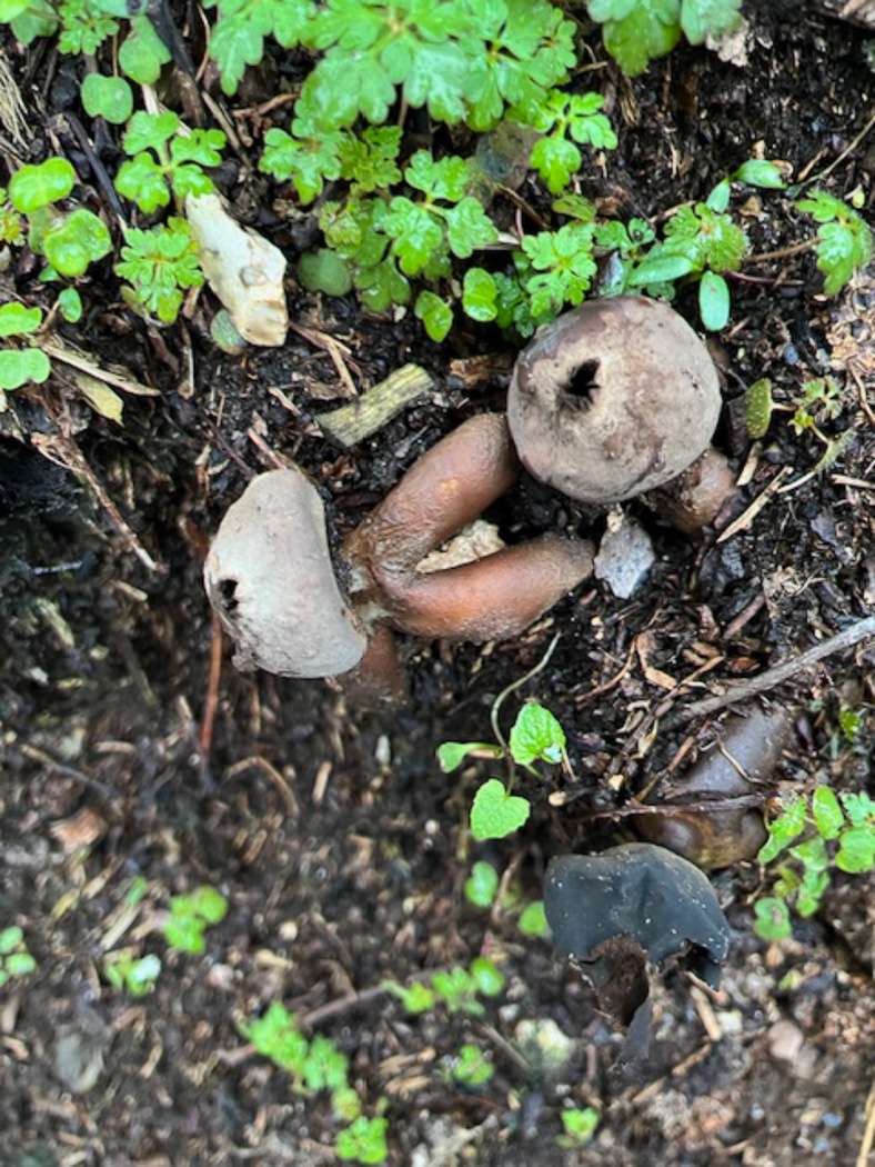 Photo © Derek Bourne Geastrum britannicum by Derek Bourne